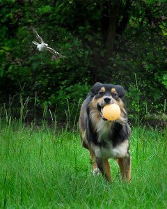 Pets photo