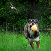 SmugMug > keywords > bomber > Pets photo